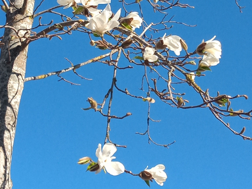 magnolia tree spring bllom Sweden