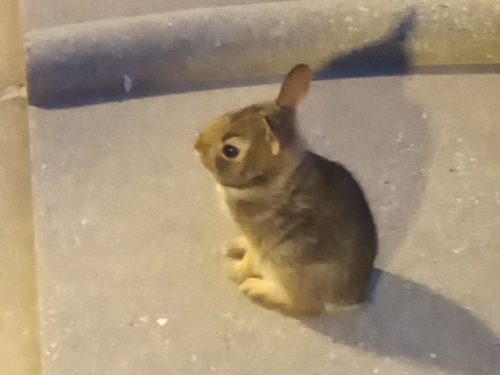 bunny