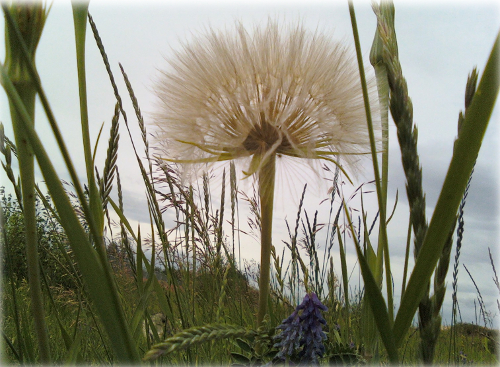 dandelion