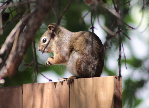 squirrel